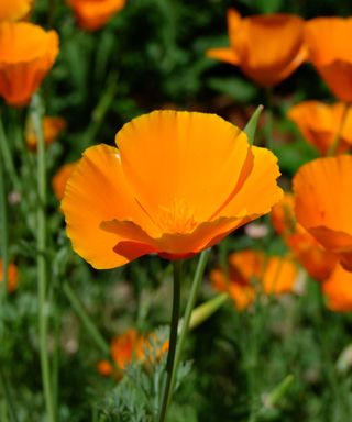 close up of orange flower of Eschscholzia californica