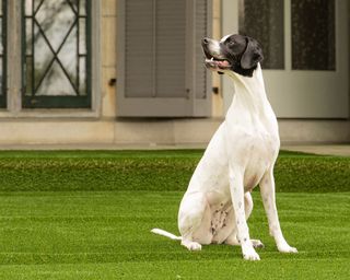 dog on pet-proof artificial turf