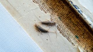 picture of two silverfish eating paper from old book