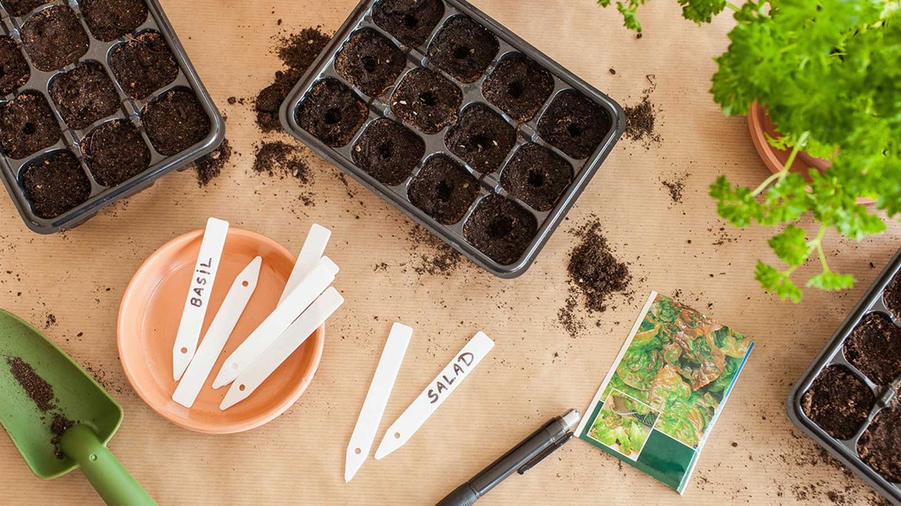 sowing herb seeds into trays indoors