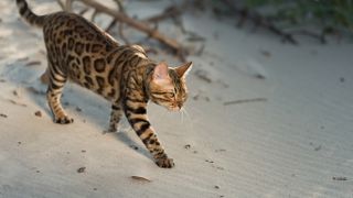 Young female of spotted Bengal cat on a beach walk