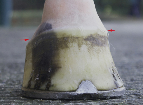 Different length hoof walls