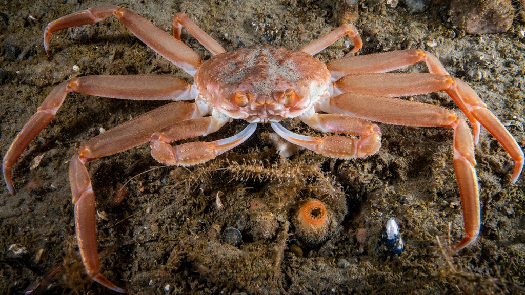 What Made Billions Of Snow Crabs Disappear From The Bering Sea Live   Nu6AK8q4Pwj8yVsAseRedM 1024 80 