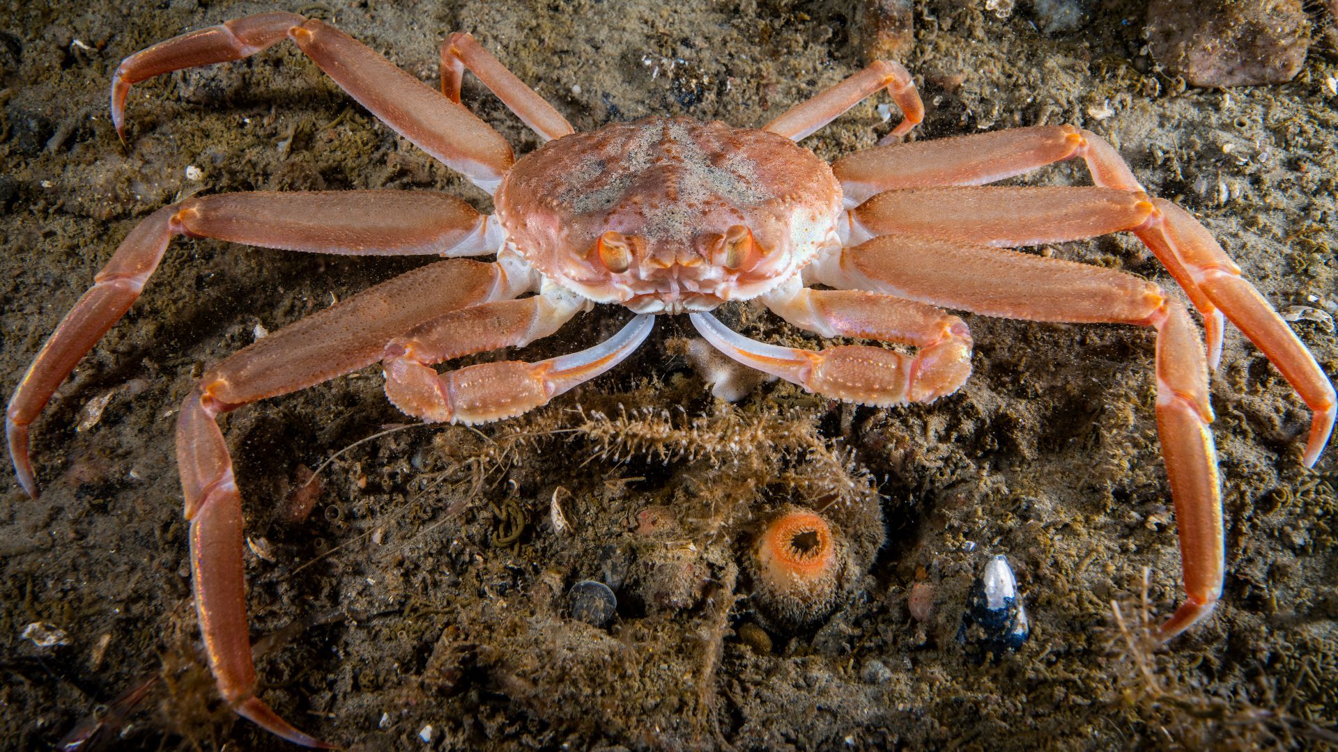 What made billions of snow crabs disappear from the Bering Sea? Live
