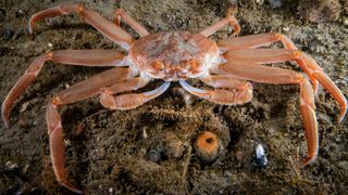 A snow crab (Chionoecetes opilio) pictured underwater in Canada