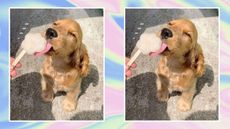 Dog licking an popsicle