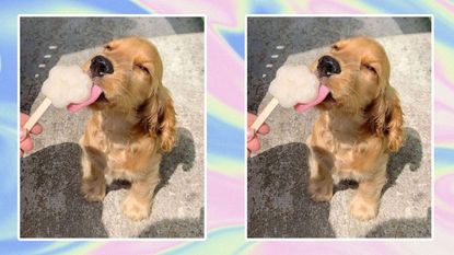 Dog licking an popsicle