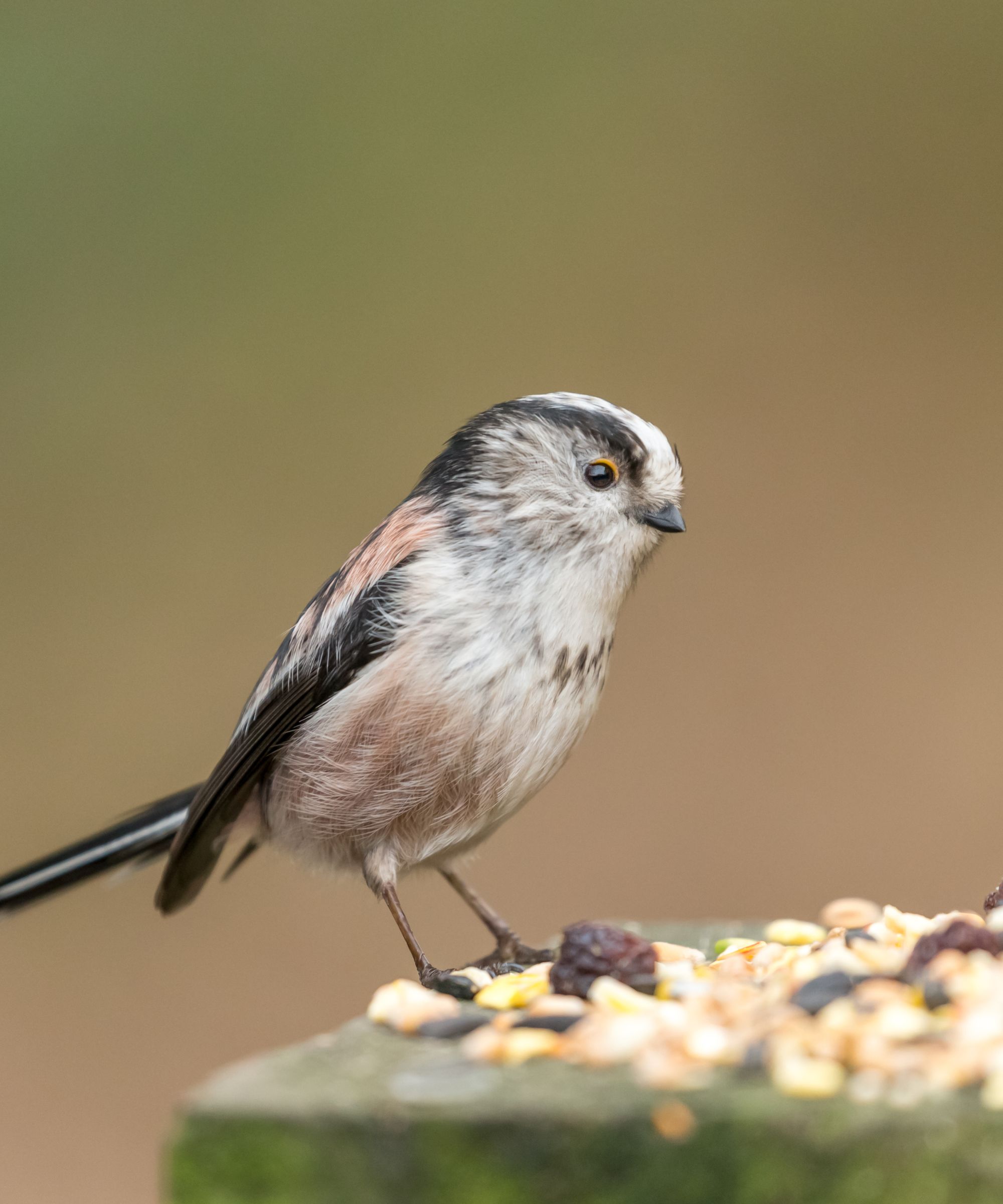 Bird eating seeds