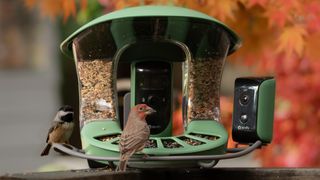 Birdfy Feeder 2 Duo in a back yard being visited by two birds