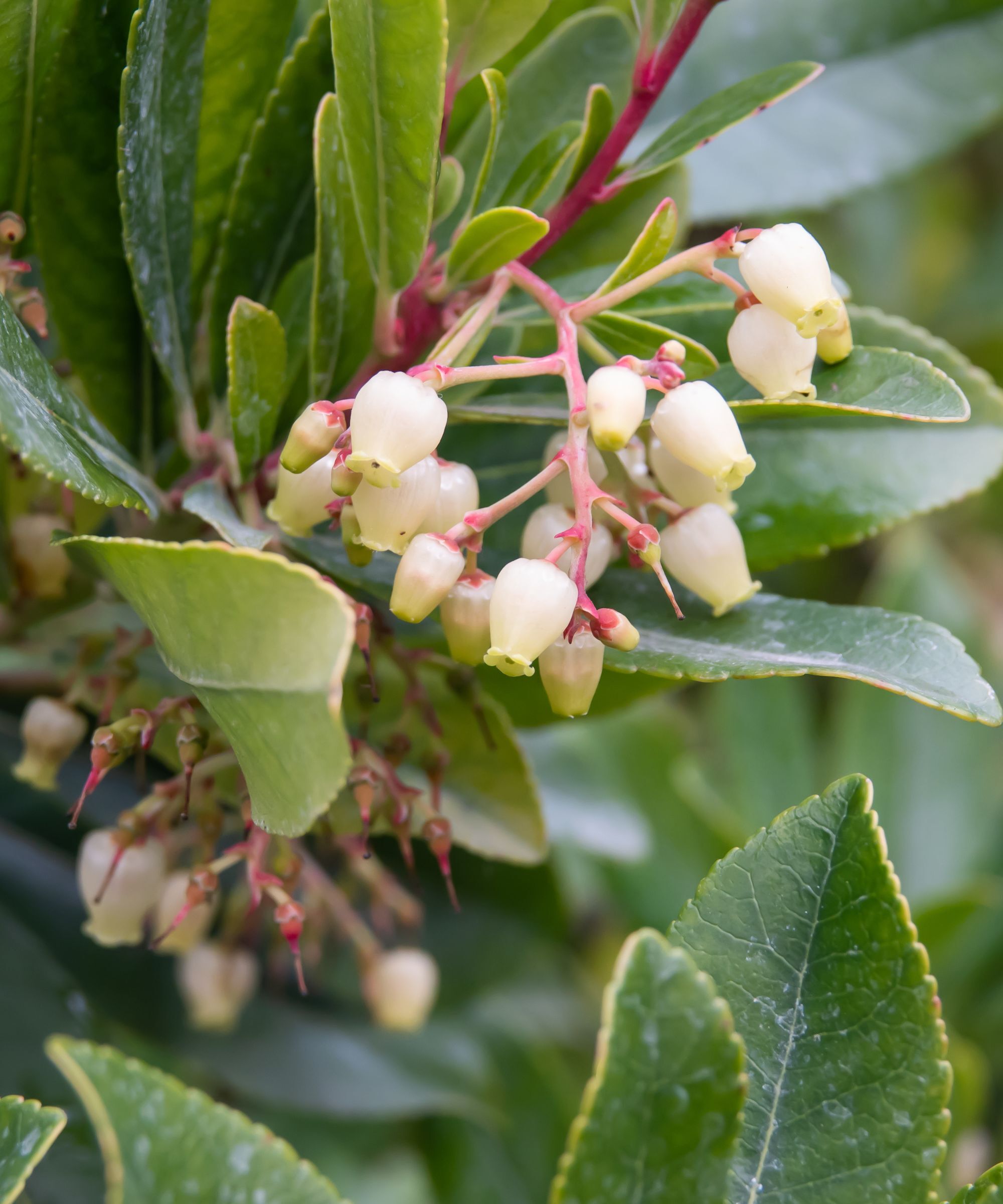 Strawberry tree