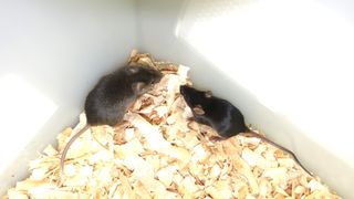 a large, light brown mouse pictured in a cage next to a smaller, darker mouse