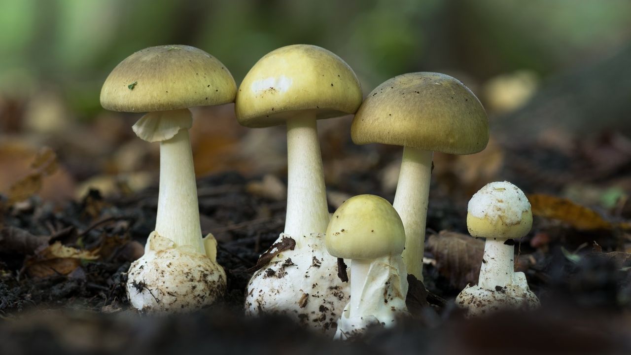 Death cap mushrooms