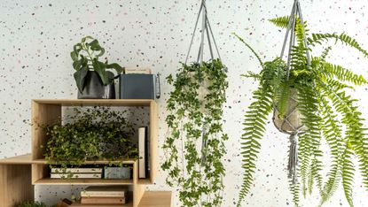 plant gifts for every budget