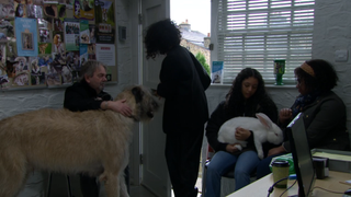 Suzy Merton walks into the vets where there is a large dog and white rabbit.