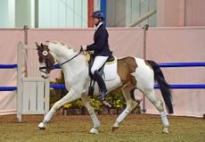 Livingstone-Brightwells-coloured-horse.jpg
