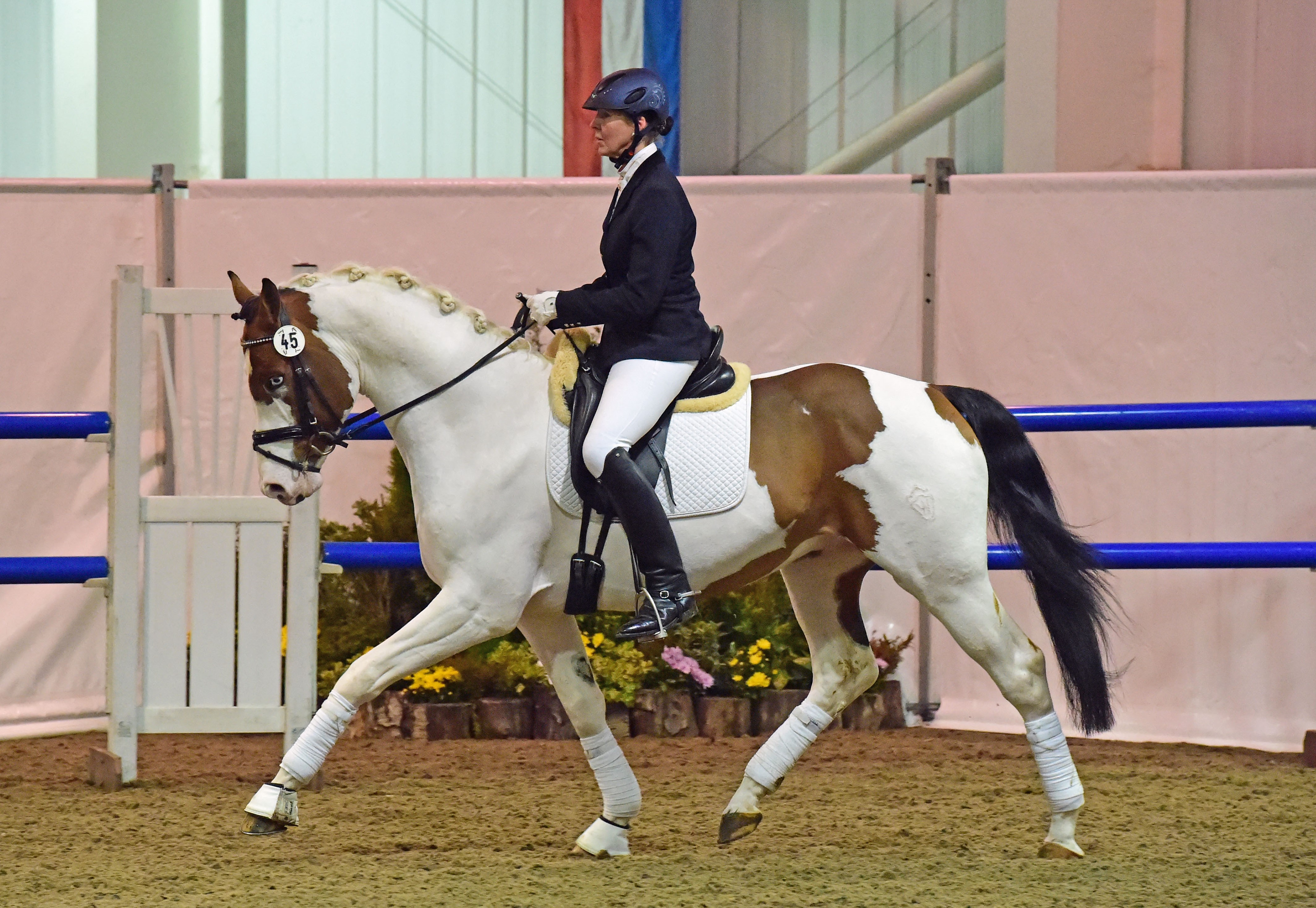 Livingstone-Brightwells-coloured-horse.jpg