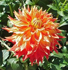 CG Sparkle, dahlias