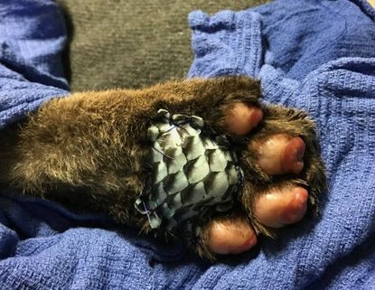 A bandage made out of fish skin for an injured mountain lion.