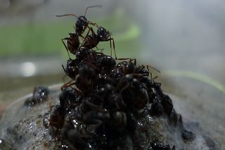 Ants build a raft, safety, flood, protection, queen