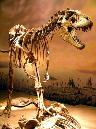 A giant Albertosaurus skeleton
