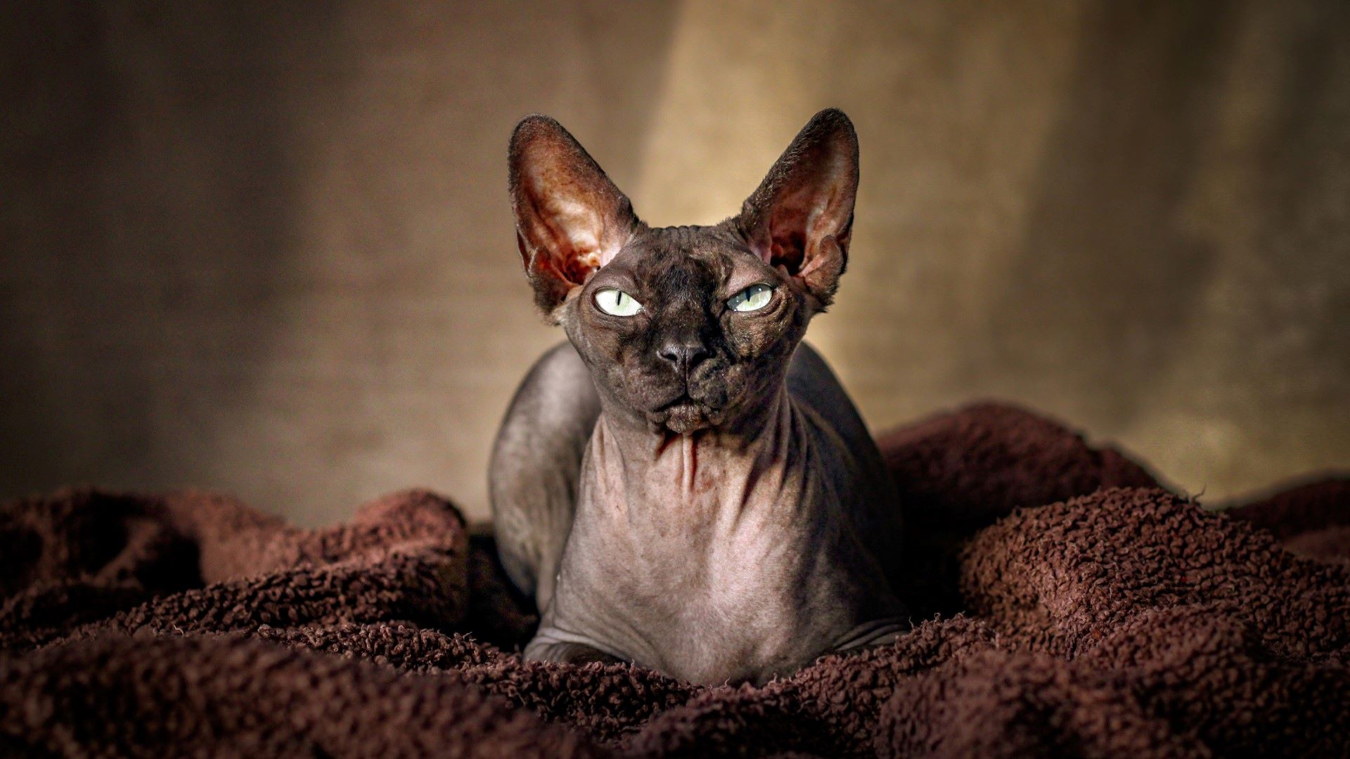 close up of a dark-colored sphynx cat