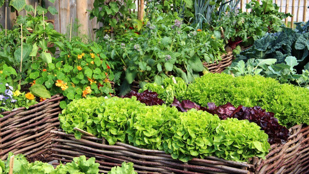 A lush vegetable garden in woven stick containers