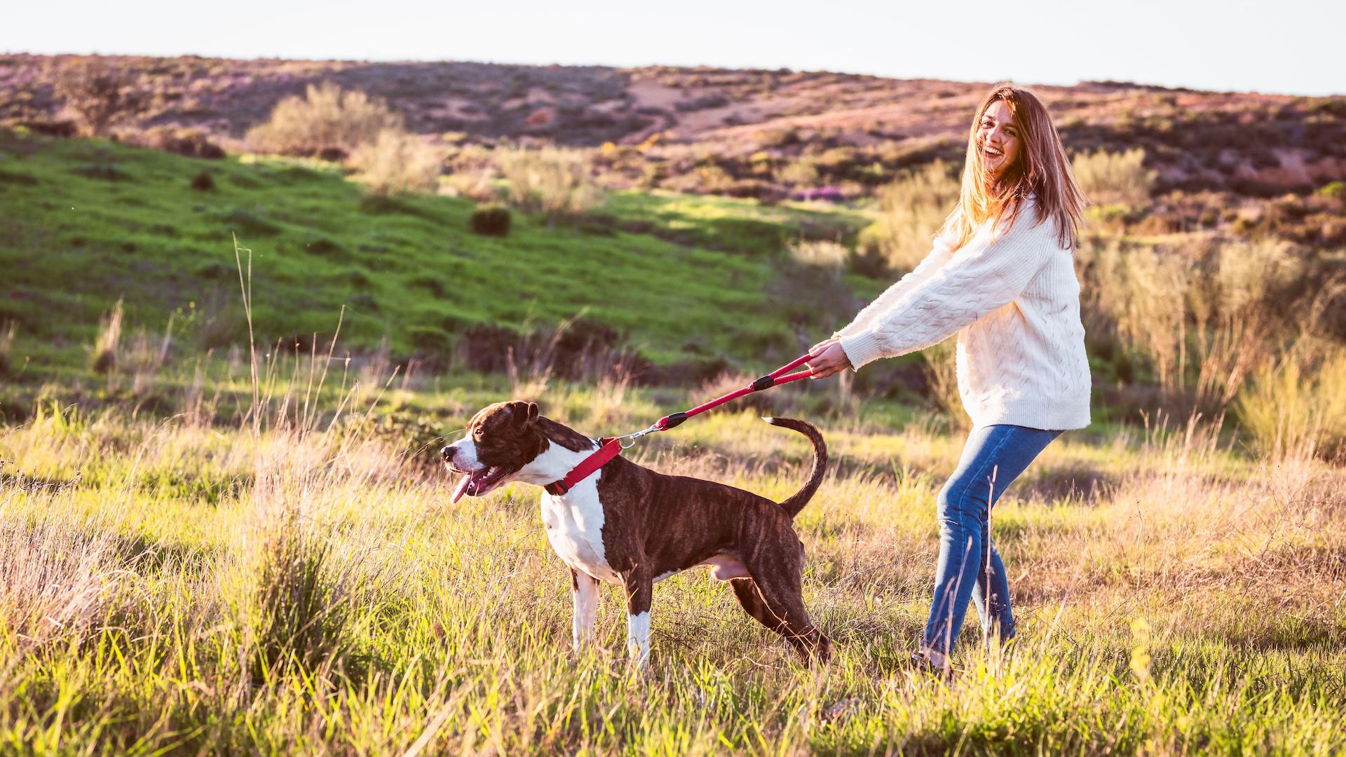 Boxer pulling on leash