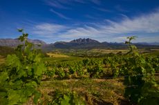 South Africa's new winemakers