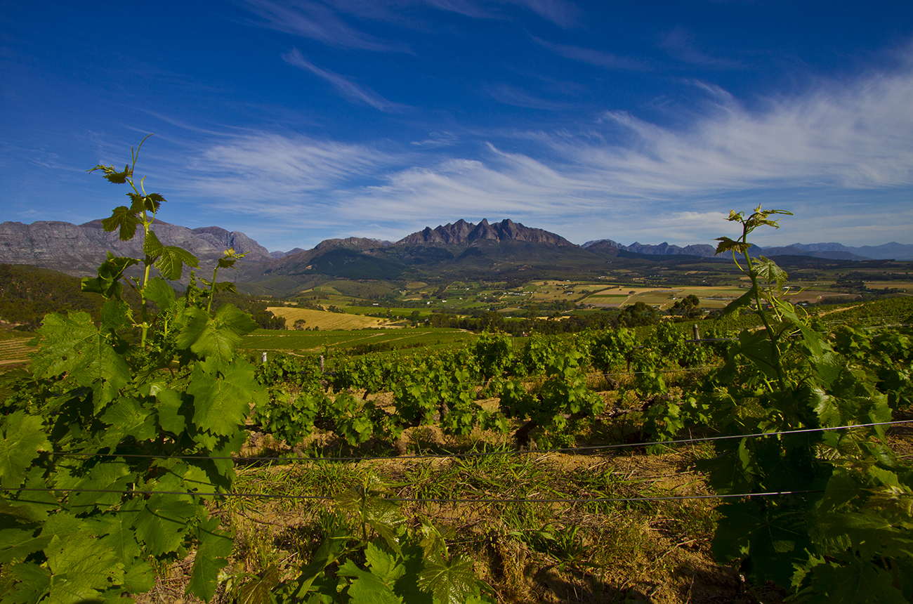 South Africa's new winemakers