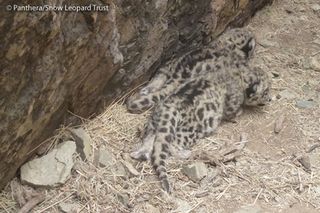 Snow Leopard Moms & Cubs Captured in First-Ever Video | Live Science