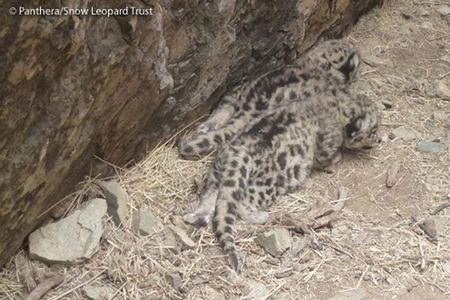 Snow leopard cubs in their den