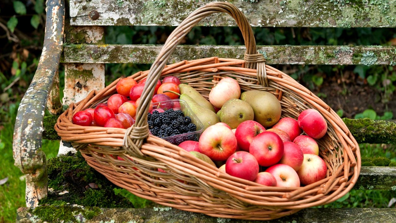 Freshly harvested apples, pears, plums and blackberries in wicker basket on mossy garden bench