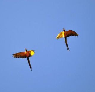 day6-macaws-100716-02