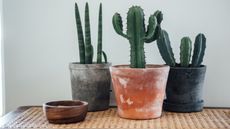 Three pots of cacti in grey or terracotta color pots on a rattan surface
