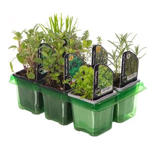 Six-pack plant tray with six different herbs in the sections on a white background