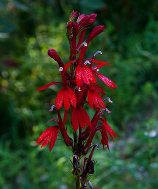 close up of a red cardinal flower in bloom