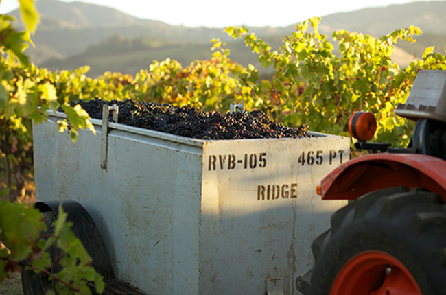 California, Ridge Vineyards Geyserville