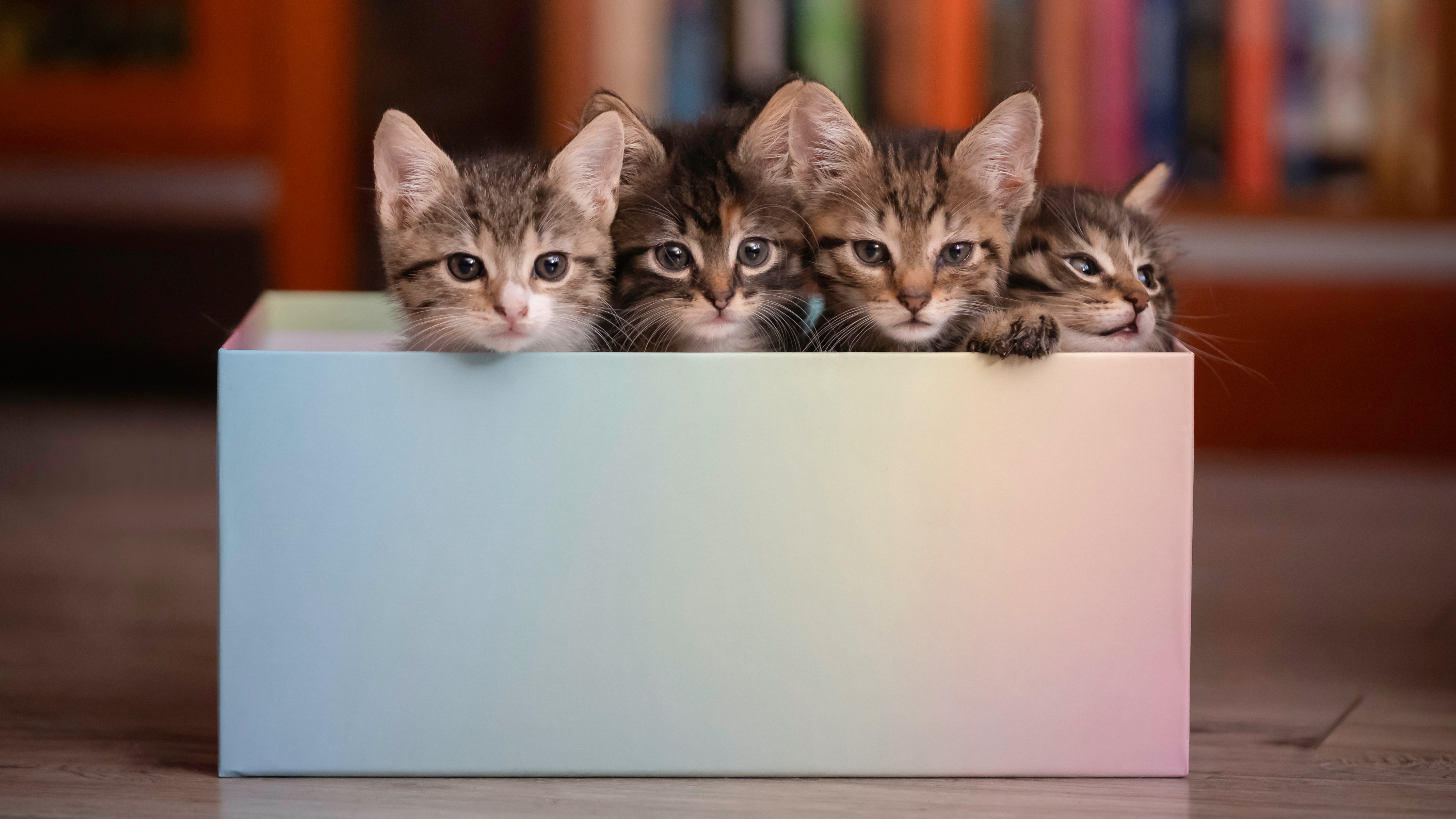 Four kittens in a box