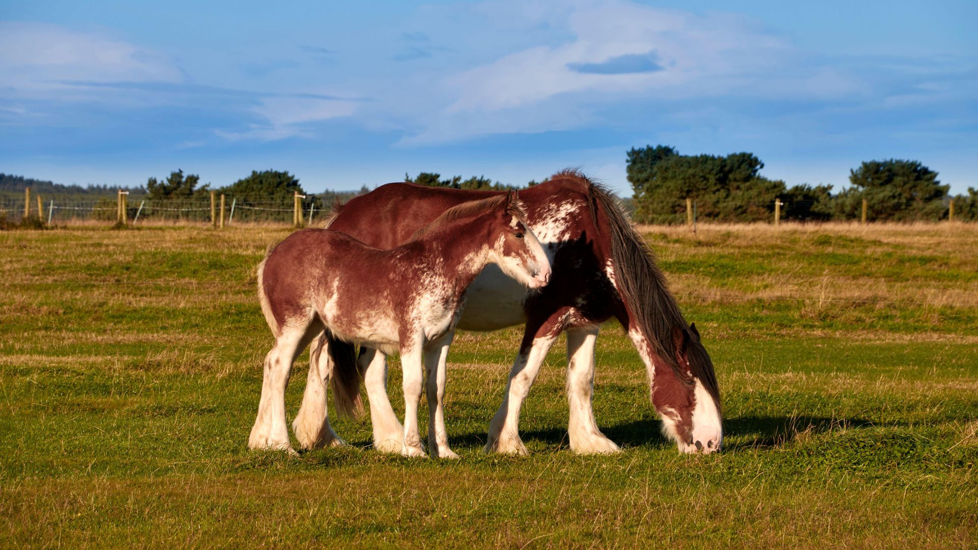 Clydesdale mare and foal