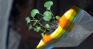 Zucchini Sprout Growing in Bag on the ISS