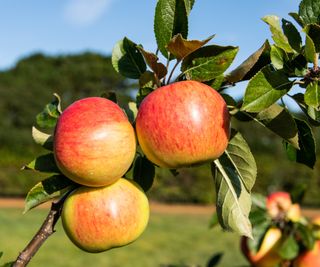Apples growing on the branch of an apple tree