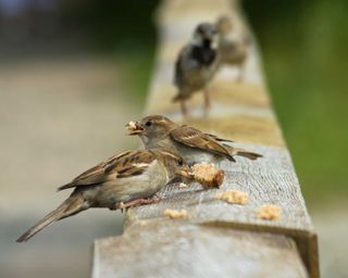 Sparrows eating bits of bread
