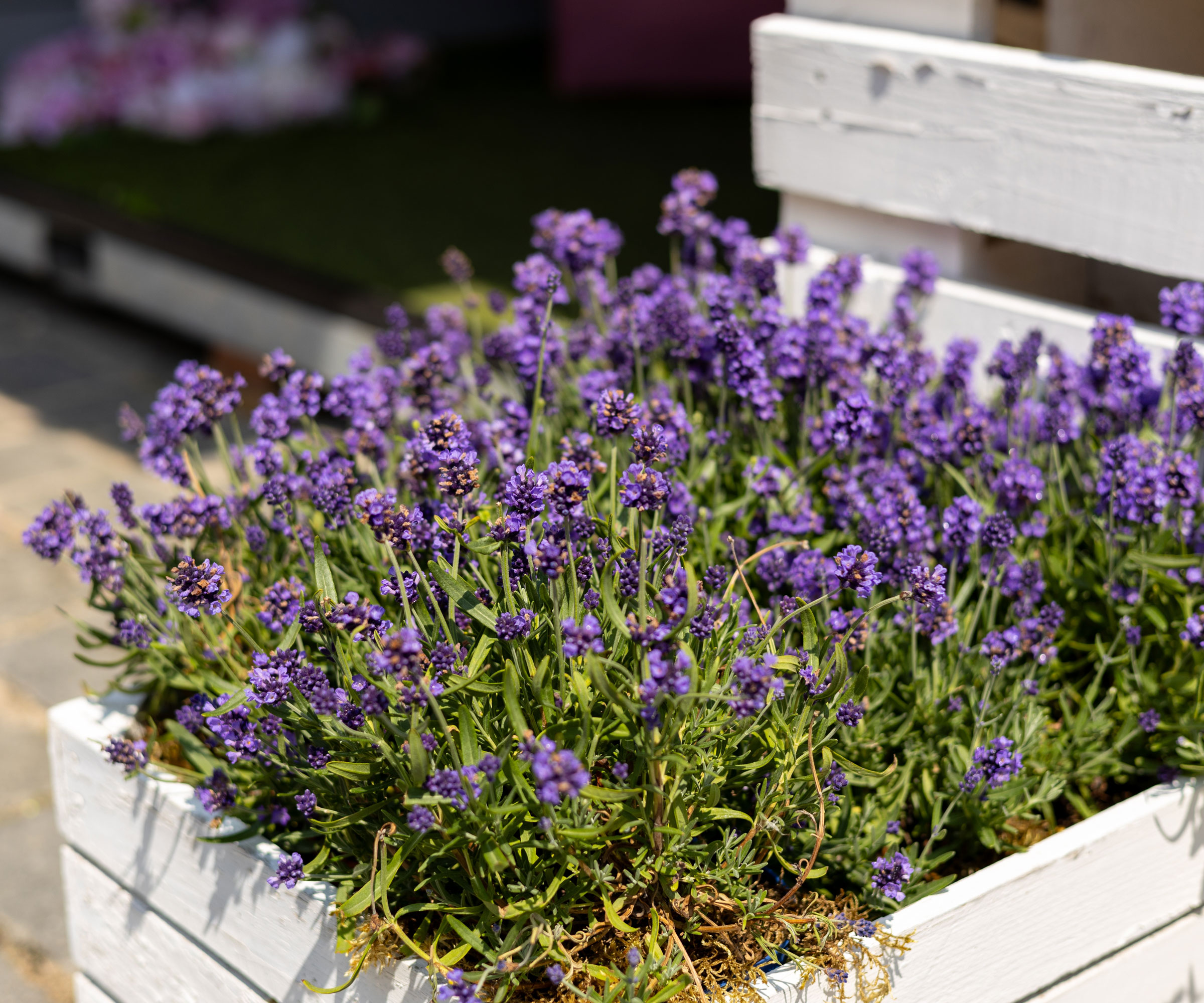 lavender plants flowering in white wooden trough
