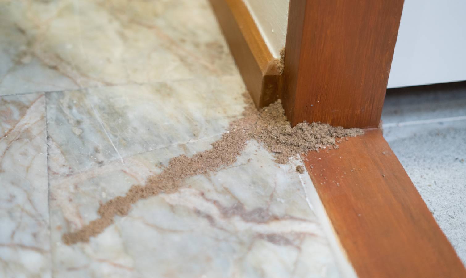 Pile of frass left by termites 