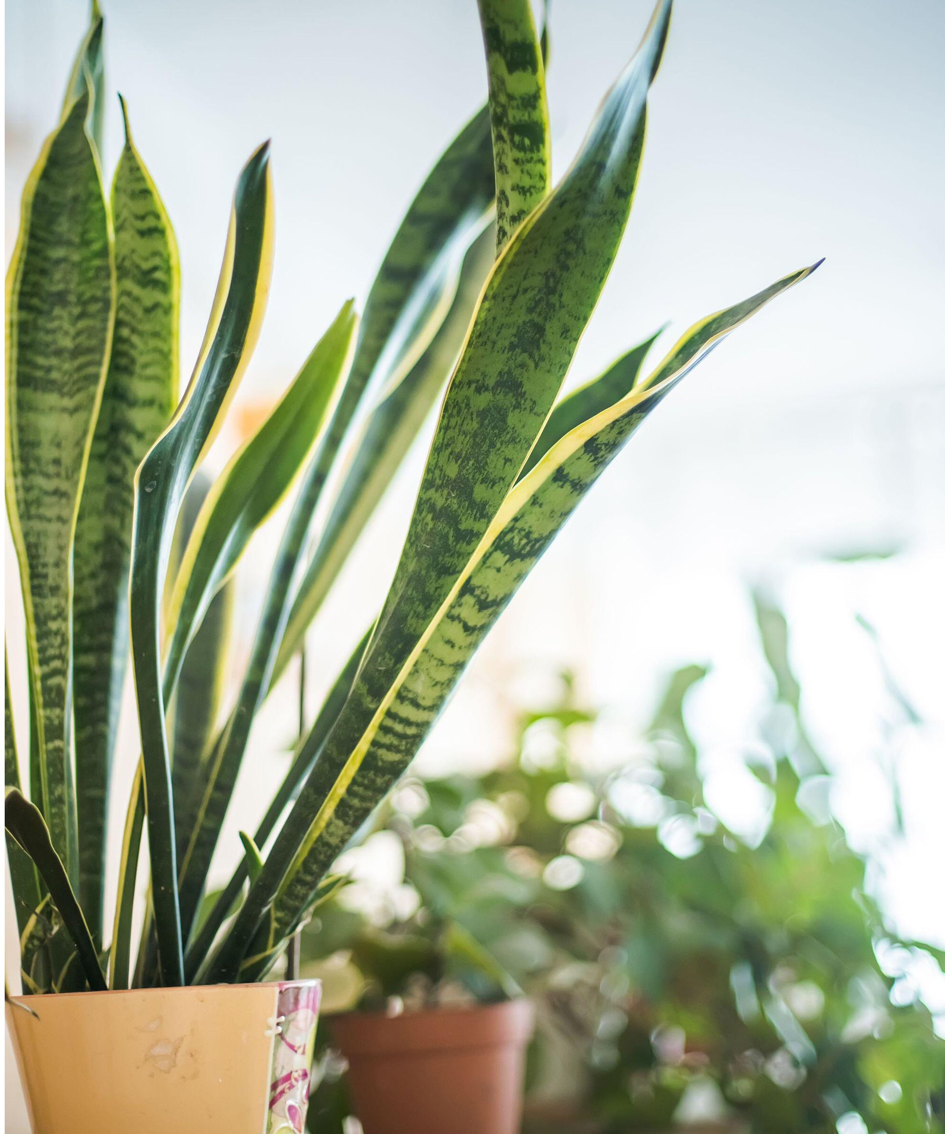 Houseplant clinic: why is my snake plant falling over? | Gardeningetc