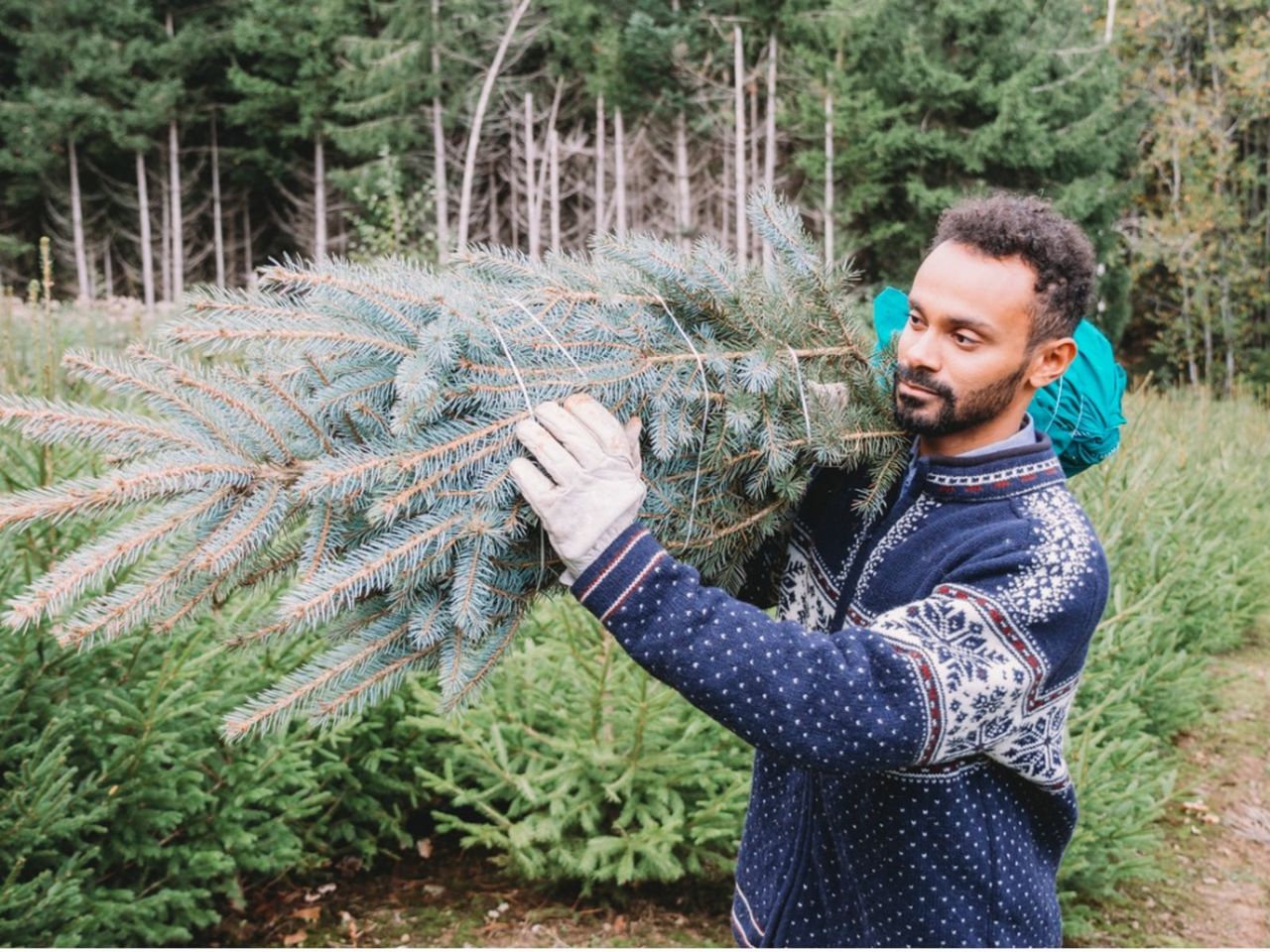 Man Carrying Christmas Tree Out Of Farm