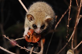 A mouse lemur takes a bite out of a persimmon fruit, a lemur favorite.