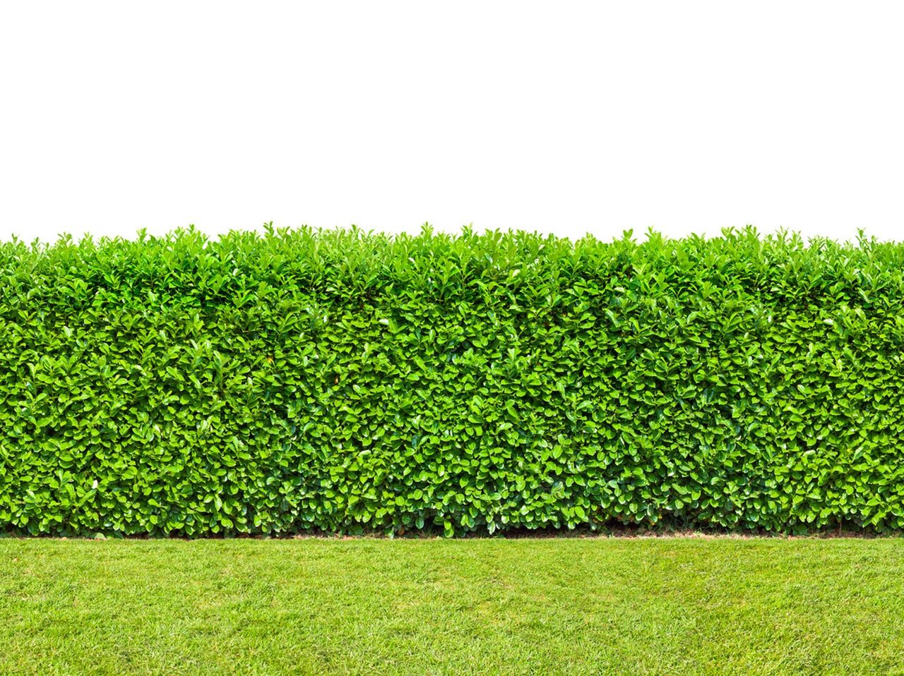 Green Hedge Plant