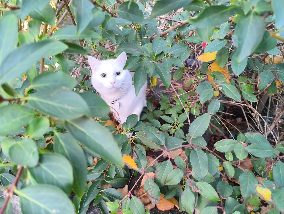 A curious white cat with bright eyes peers out from dense green and autumn-tinged foliage.