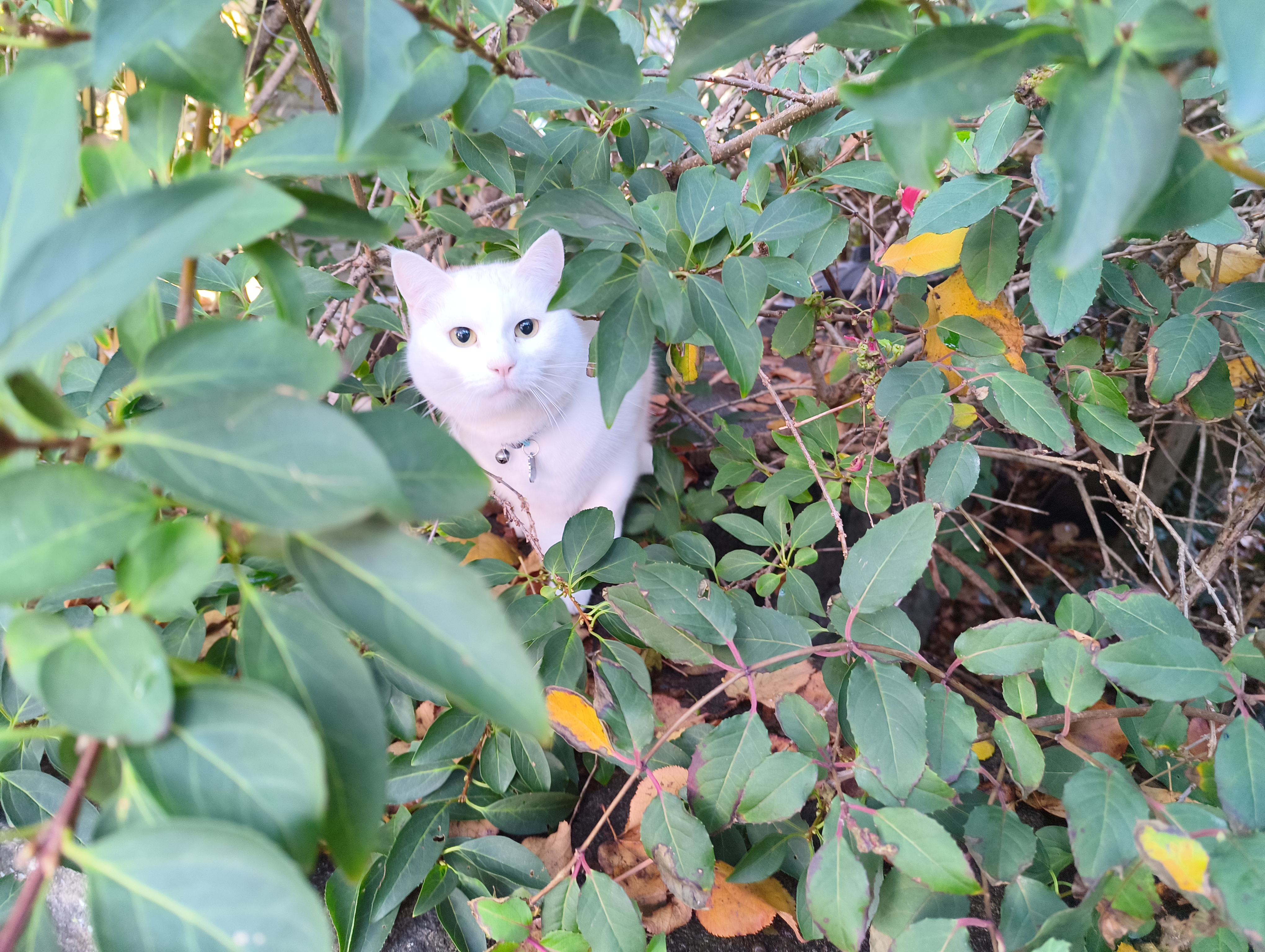 A curious white cat with bright eyes peers out from dense green and autumn-tinged foliage.